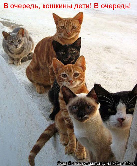 Котоматрица: В очередь, кошкины дети! В очередь!