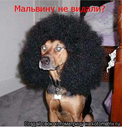 Котоматрица: Мальвину не видали?