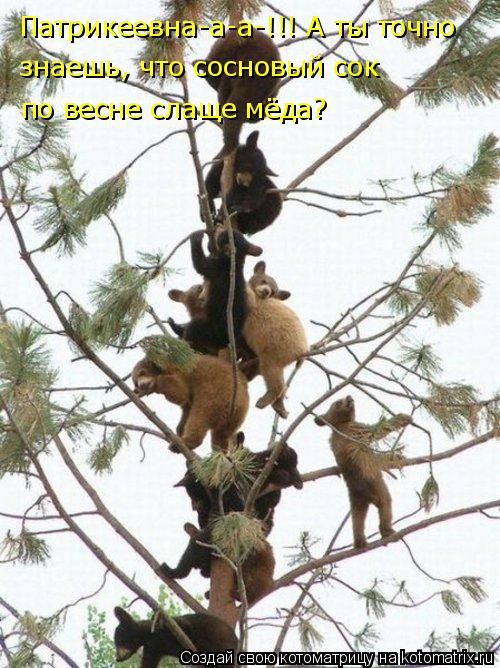 Патрикеевна-а-а-!!! А ты точно знаешь, что сосновый сок по весне слаще мёда?... Котоматрица: Патрикеевна-а-а-!!! А ты точно знаешь, что сосновый сок по весне слаще мёда?