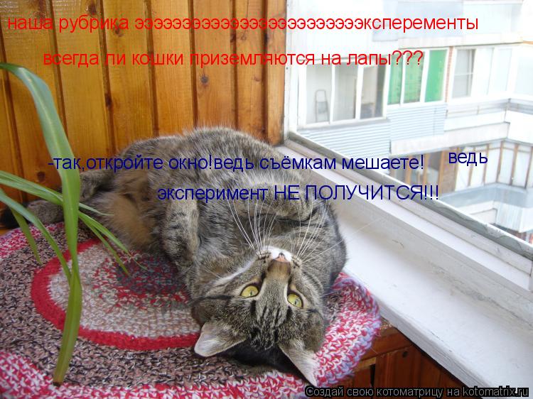 наша рубрика ээээээээээээээээээээээээксперементы всегда ли кошки приземляются на лапы??? -так,откройт... Котоматрица: наша рубрика ээээээээээээээээээээээээксперементы всегда ли кошки приземляются на лапы??? -так,откройте окно!ведь съёмкам мешаете! ведь экс