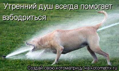 Утренний душ всегда помогает взбодриться... Котоматрица: Утренний душ всегда помогает взбодриться