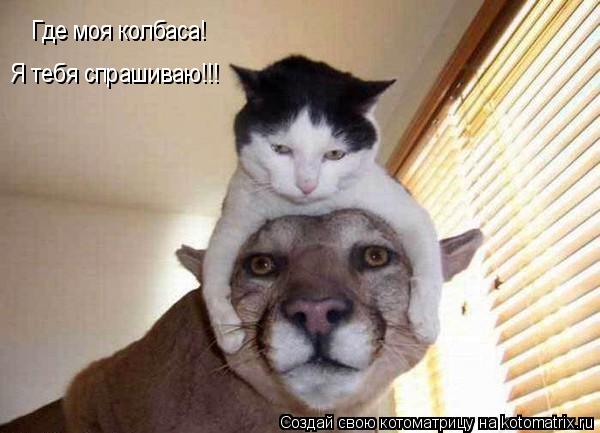 Где моя колбаса! Я тебя спрашиваю!!!... Котоматрица: Где моя колбаса! Я тебя спрашиваю!!!
