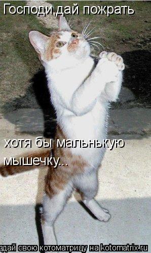 Господи,дай пожрать хотя бы мальнькую мышечку...... Котоматрица: Господи,дай пожрать хотя бы мальнькую мышечку...