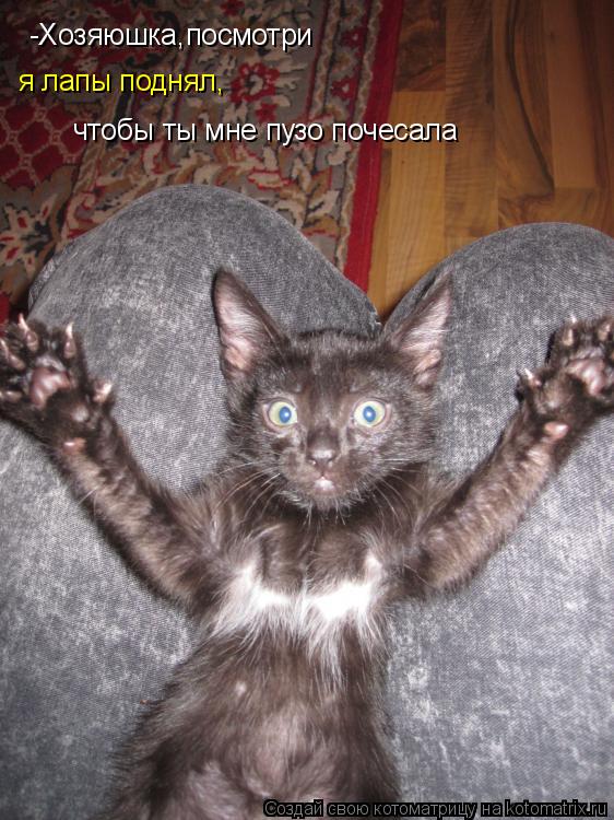 -Хозяюшка,посмотри я лапы поднял, чтобы ты мне пузо почесала... Котоматрица: -Хозяюшка,посмотри я лапы поднял, чтобы ты мне пузо почесала