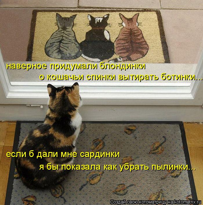 наверное придумали блондинки о кошачьи спинки вытирать ботинки... если б дали мне сардинки я бы показ... Котоматрица: наверное придумали блондинки о кошачьи спинки вытирать ботинки... если б дали мне сардинки я бы показала как убрать пылинки...