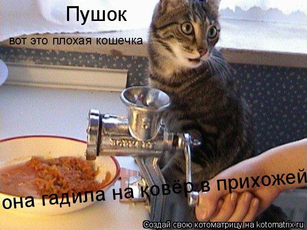Пушок вот это плохая кошечка она гадила на ковёр в прихожей... Котоматрица: Пушок вот это плохая кошечка она гадила на ковёр в прихожей