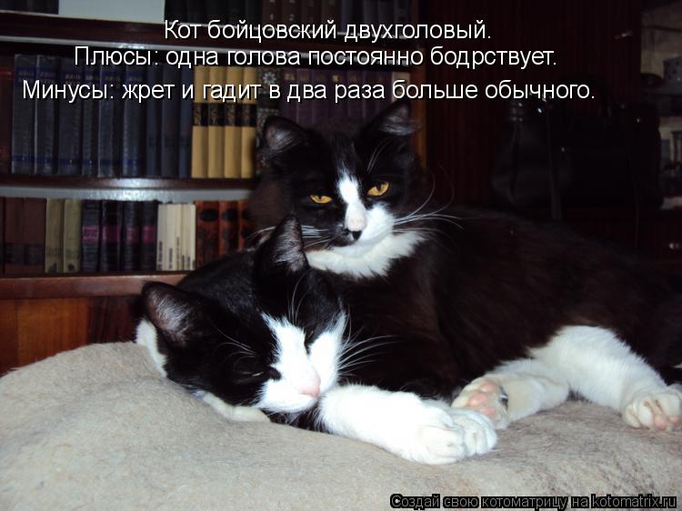 Кот бойцовский двухголовый. Минусы: жрет и гадит в два раза больше обычного. Плюсы: одна голова пост... Котоматрица: Кот бойцовский двухголовый. Минусы: жрет и гадит в два раза больше обычного. Плюсы: одна голова постоянно бодрствует.