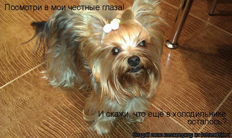 Посмотри в мои честные глаза! И скажи, что ещё в холодильнике осталось?... Котоматрица: Посмотри в мои честные глаза! И скажи, что ещё в холодильнике осталось?