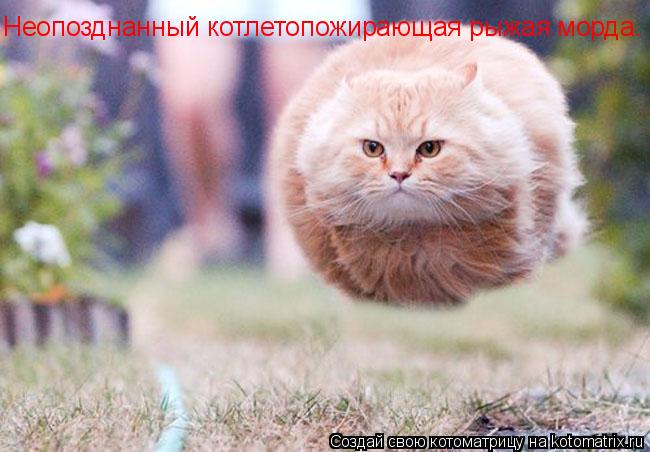 Неопозднанный котлетопожирающая рыжая морда.... Котоматрица: Неопозднанный котлетопожирающая рыжая морда.