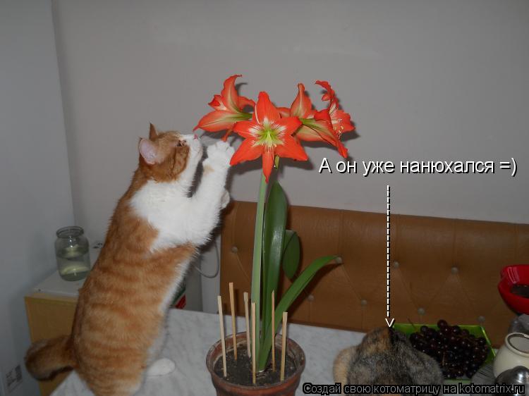 ---------------------> А он уже нанюхался =)... Котоматрица: ---------------------> А он уже нанюхался =)