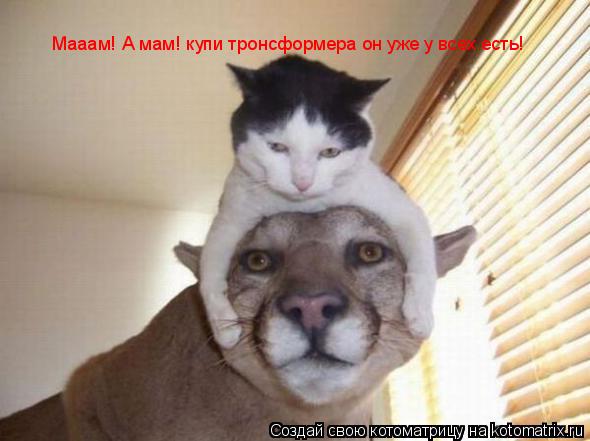 Мааам! А мам! купи тронсформера он уже у всех есть!... Котоматрица: Мааам! А мам! купи тронсформера он уже у всех есть!