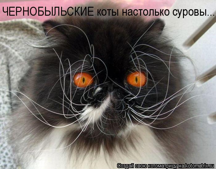 ЧЕРНОБЫЛЬСКИЕ коты настолько суровы...... Котоматрица: ЧЕРНОБЫЛЬСКИЕ коты настолько суровы...