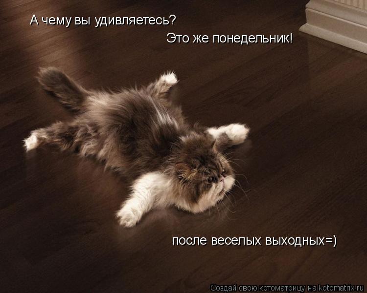 Котоматрица: А чему вы удивляетесь? Это же понедельник! после веселых выходных=)