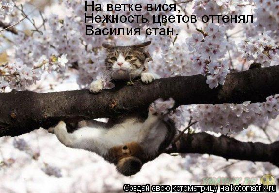 На ветке вися, Нежность цветов оттенял Василия стан.... Котоматрица: На ветке вися, Нежность цветов оттенял Василия стан.