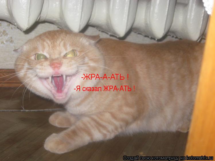Котоматрица: -Я сказал ЖРА-АТЬ ! -ЖРА-А-АТЬ !