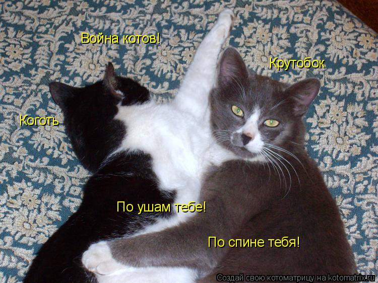 Котоматрица: Война котов! Крутобок Коготь По ушам тебе! По спине тебя!