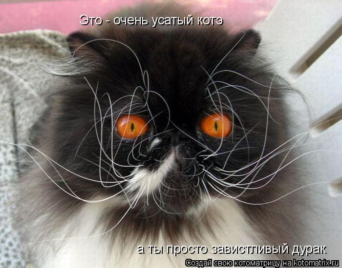 Котоматрица: Это - очень усатый котэ а ты просто завистливый дурак