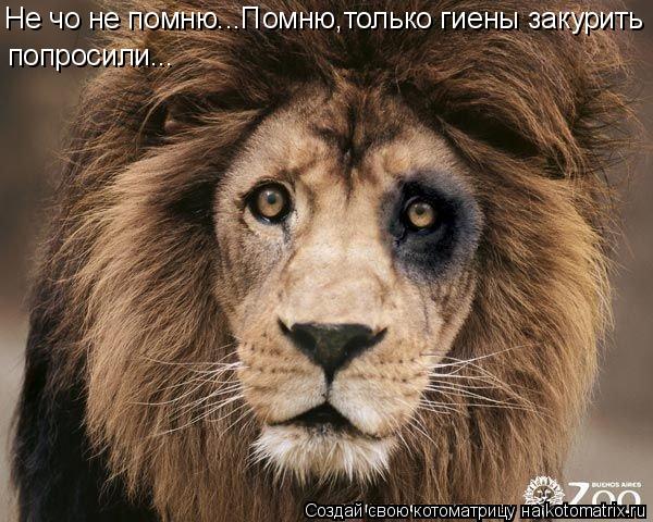 Котоматрица: Не чо не помню...Помню,только гиены закурить попросили...