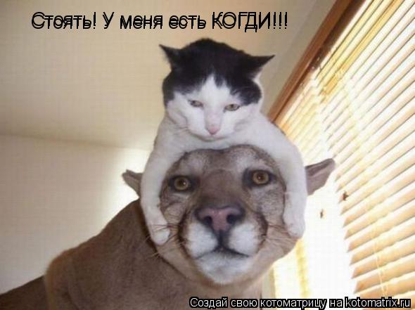Котоматрица: Стоять! У меня есть КОГДИ!!! Стоять! У меня есть КОГДИ!!!