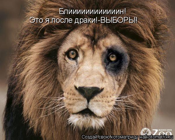 Котоматрица: Блиииииииииииин! Это я после драки!-ВЫБОРЫ!