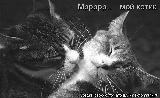 Котоматрица: Мррррр..    мой котик..
