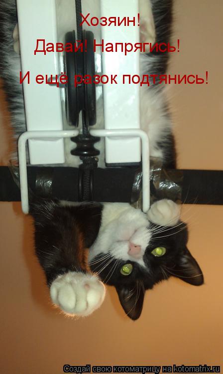 Котоматрица: Хозяин! Давай! Напрягись! И ещё разок подтянись! И ещё разок подтянись!