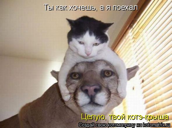Котоматрица: Ты как хочешь, а я поехал Целую, твой котэ-крыша