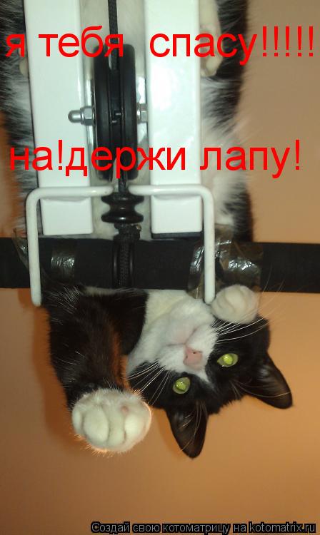 Котоматрица: я тебя  спасу!!!!!!!!!!!! на!держи лапу!