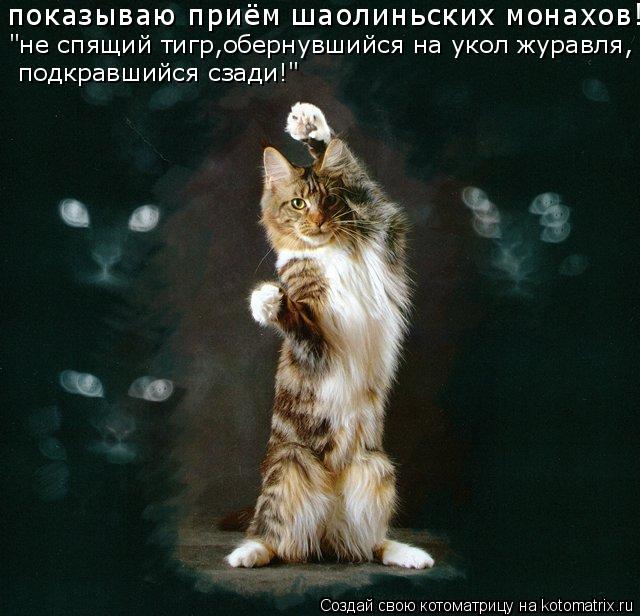Котоматрица: показываю приём шаолиньских монахов! "не спящий тигр,обернувшийся на укол журавля, подкравшийся сзади!"