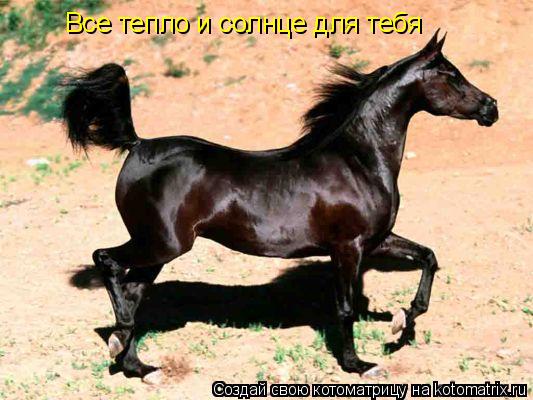 Котоматрица: Все тепло и солнце для тебя