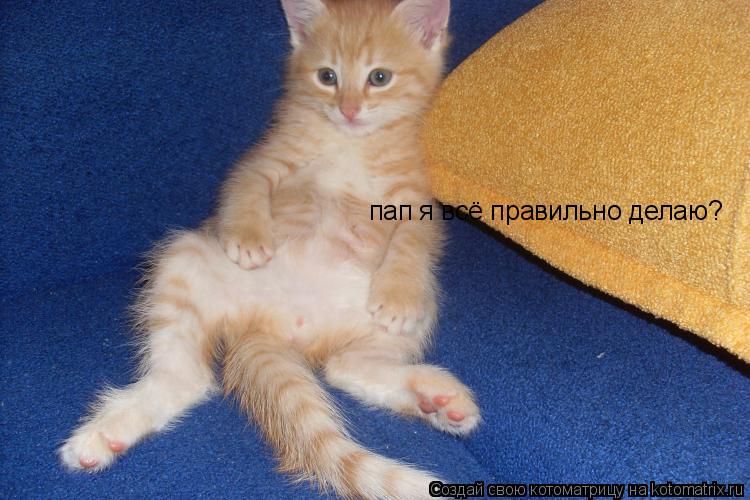 Котоматрица: пап я всё правильно делаю?