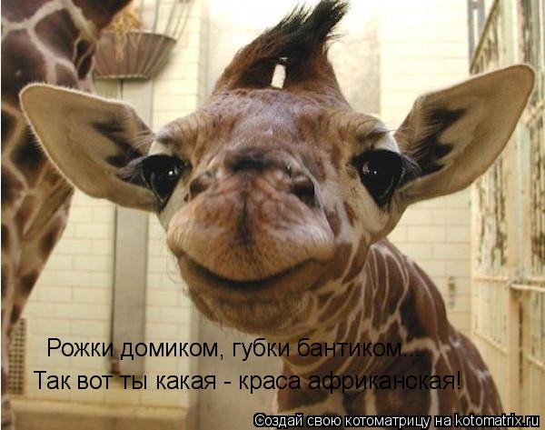 Котоматрица: Рожки домиком, губки бантиком... Так вот ты какая - краса африканская!