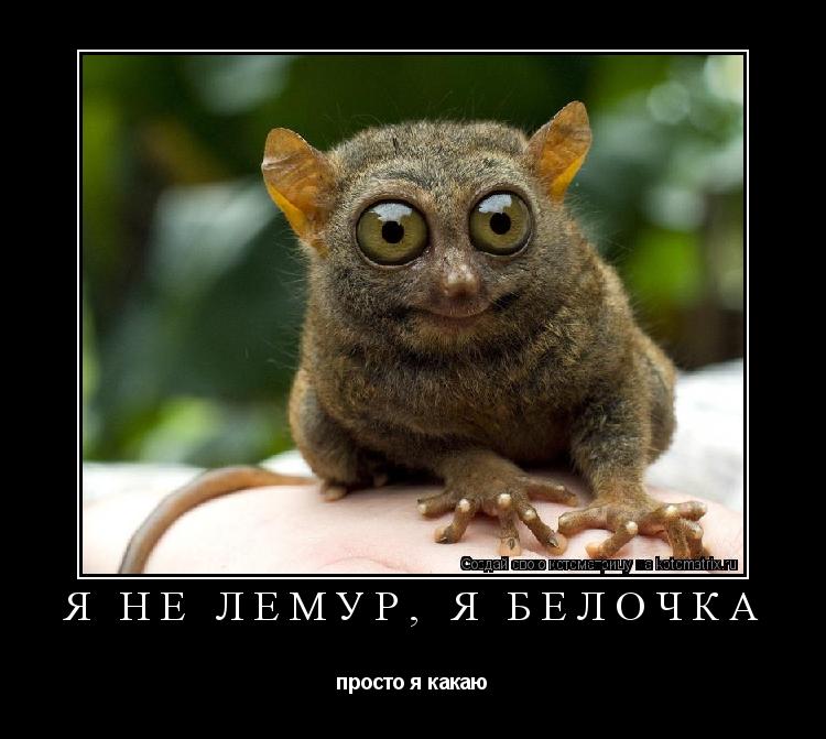 Котоматрица: я не лемур, я белочка  просто я какаю