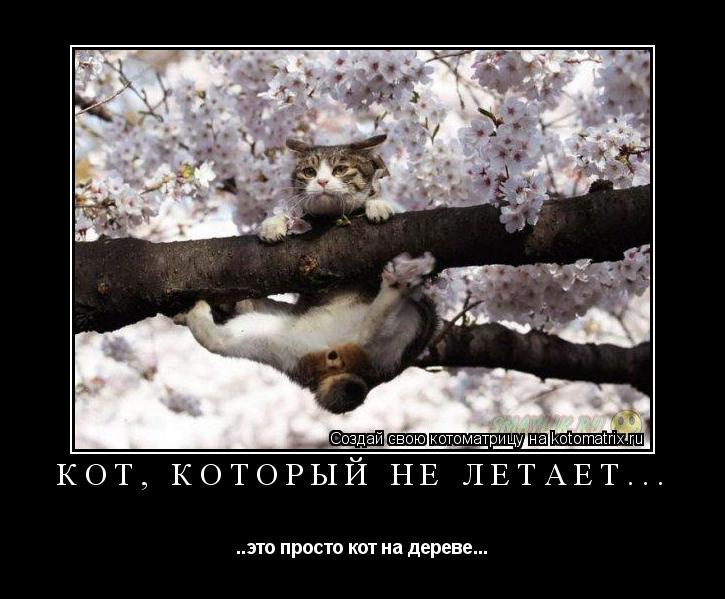 Котоматрица: Кот, который не летает... ..это просто кот на дереве...