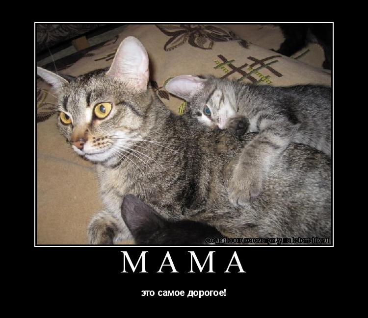 Котоматрица: мама это самое дорогое!