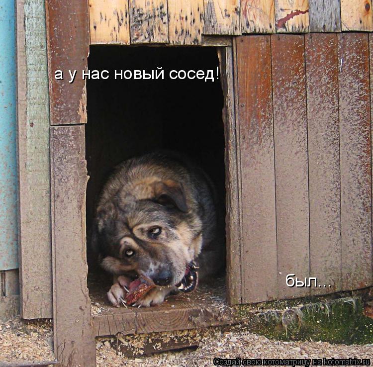 Котоматрица: а у нас новый сосед! был...