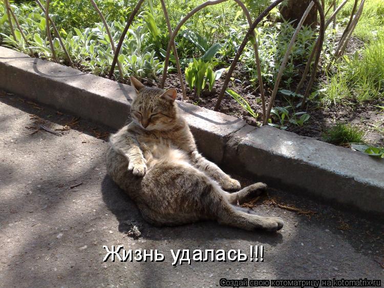 Котоматрица: Жизнь удалась!!! Жизнь удалась!!! Жизнь удалась!!!