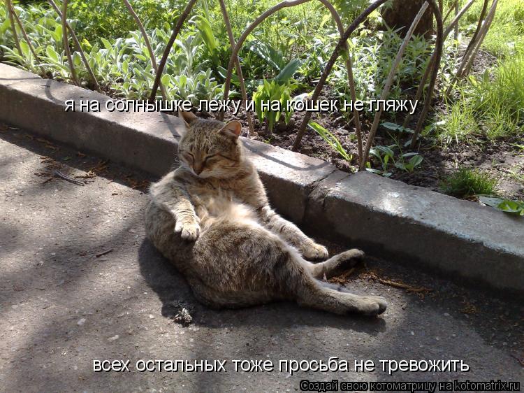 Котоматрица: я на солнышке лежу и на кошек не гляжу всех остальных тоже просьба не тревожить