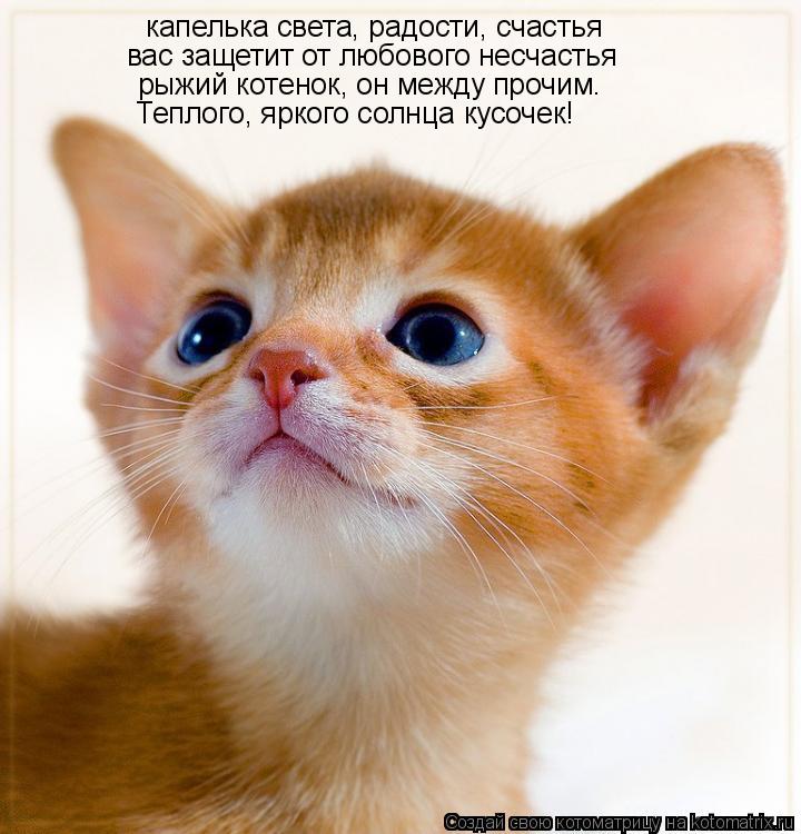 Котоматрица: капелька света, радости, счастья вас защетит от любового несчастья рыжий котенок, он между прочим. Теплого, яркого солнца кусочек!