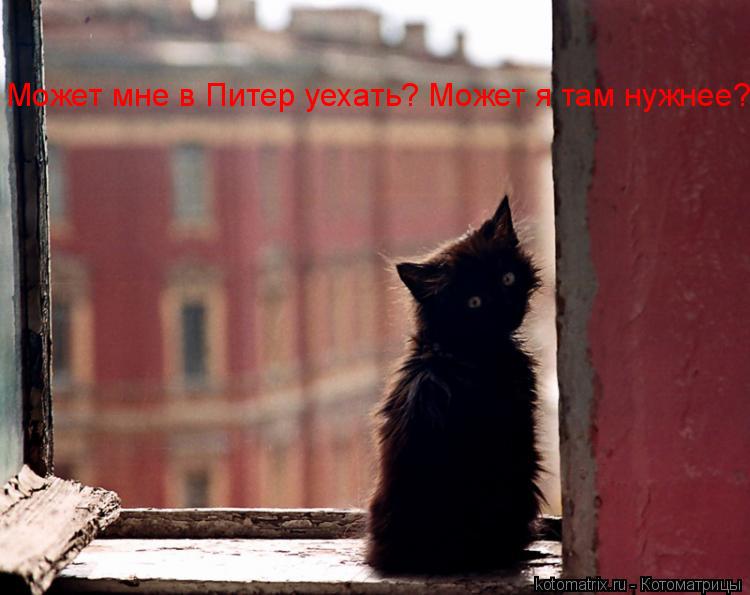 Может мне в Питер уехать? Может я там нужнее?... Котоматрица: Может мне в Питер уехать? Может я там нужнее?