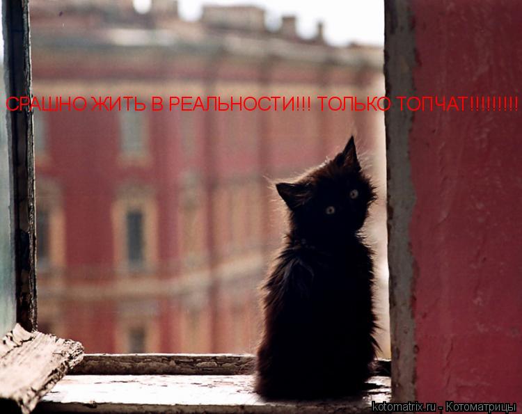 СРАШНО ЖИТЬ В РЕАЛЬНОСТИ!!! ТОЛЬКО ТОПЧАТ!!!!!!!!!... Котоматрица: СРАШНО ЖИТЬ В РЕАЛЬНОСТИ!!! ТОЛЬКО ТОПЧАТ!!!!!!!!!