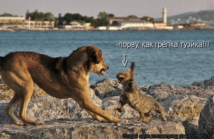 -порву, как грелка тузика!!! V |... Котоматрица: -порву, как грелка тузика!!! V |