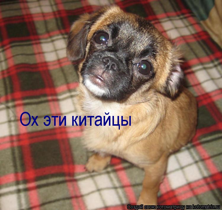 Ох эти китайцы... Котоматрица: Ох эти китайцы