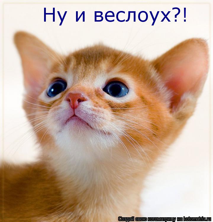 Ну и веслоух?!... Котоматрица: Ну и веслоух?!