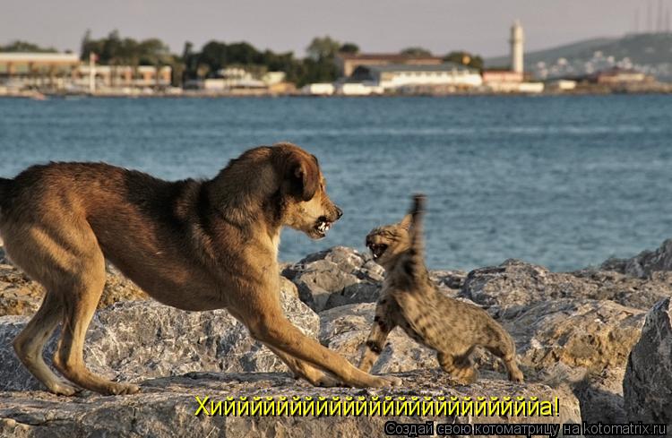 Хиййййййййййййййййййййййййа!... Котоматрица: Хиййййййййййййййййййййййййа!