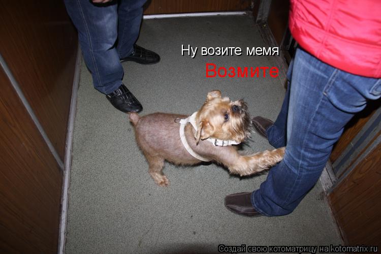Ну возите мемя Возмите... Котоматрица: Ну возите мемя Возмите