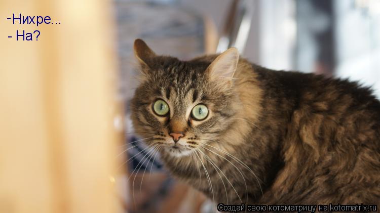 Нихре... - - На?... Котоматрица: Нихре... - - На?