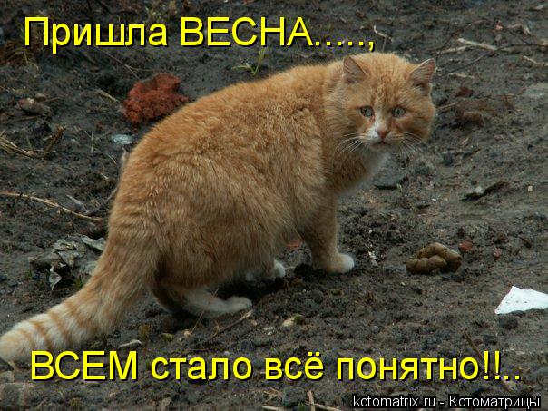 Пришла ВЕСНА....., ВСЕМ стало всё понятно!!..... Котоматрица: Пришла ВЕСНА....., ВСЕМ стало всё понятно!!..