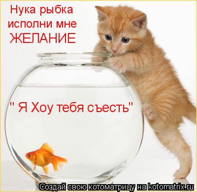 Нука рыбка исполни мне ЖЕЛАНИЕ " Я Хоу тебя съесть"... Котоматрица: Нука рыбка исполни мне ЖЕЛАНИЕ " Я Хоу тебя съесть"