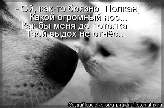- Ой, как-то боязно, Полкан, Какой огромный нос... Как бы меня до потолка Твой выдох не отнёс...... Котоматрица: - Ой, как-то боязно, Полкан, Какой огромный нос... Как бы меня до потолка Твой выдох не отнёс...